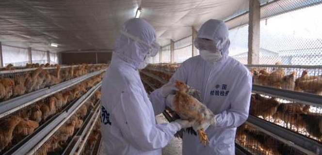 供港澳活畜禽經(jīng)營-海南/?？?三亞代辦理經(jīng)營許可證-易企算財稅公司