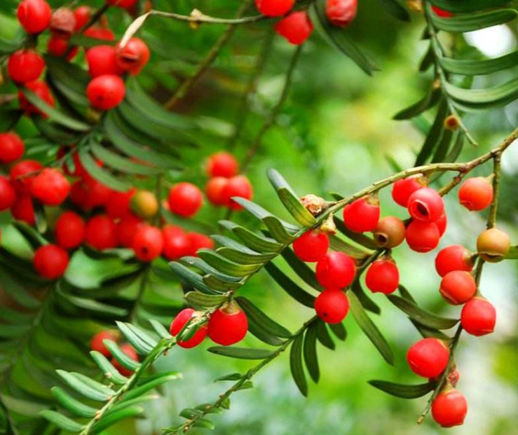 國家保護野生植物采集許可-海南/?？?三亞代辦理經(jīng)營許可證-易企算財稅公司